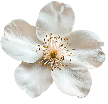 Canvas Image