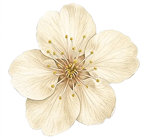Canvas Image